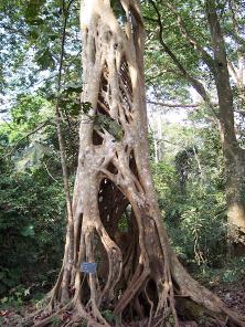 a photograph of a strangler fig vine grown into a lattice shaped like a tree, the tree inside has rotted away leaving it hollow